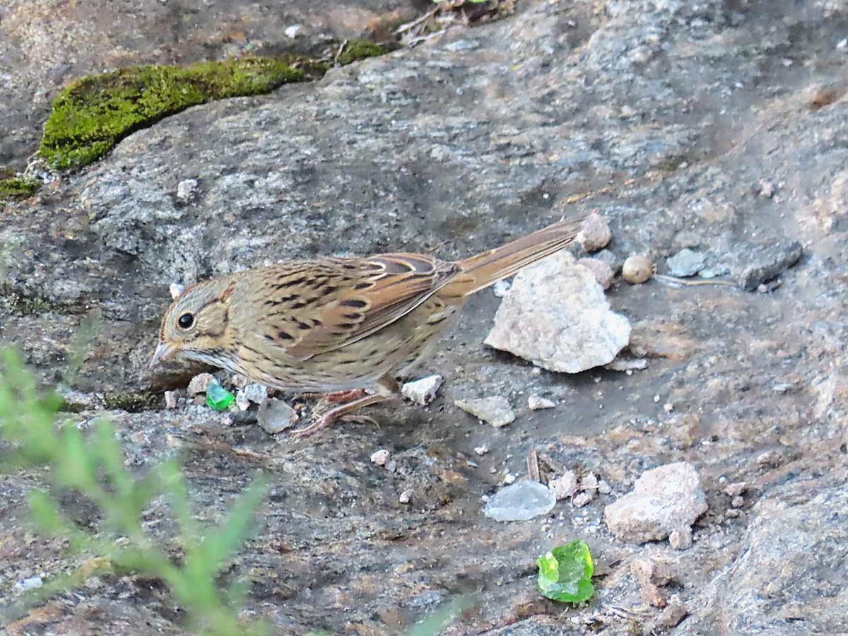 Lincoln's Sparrow - ML642259997