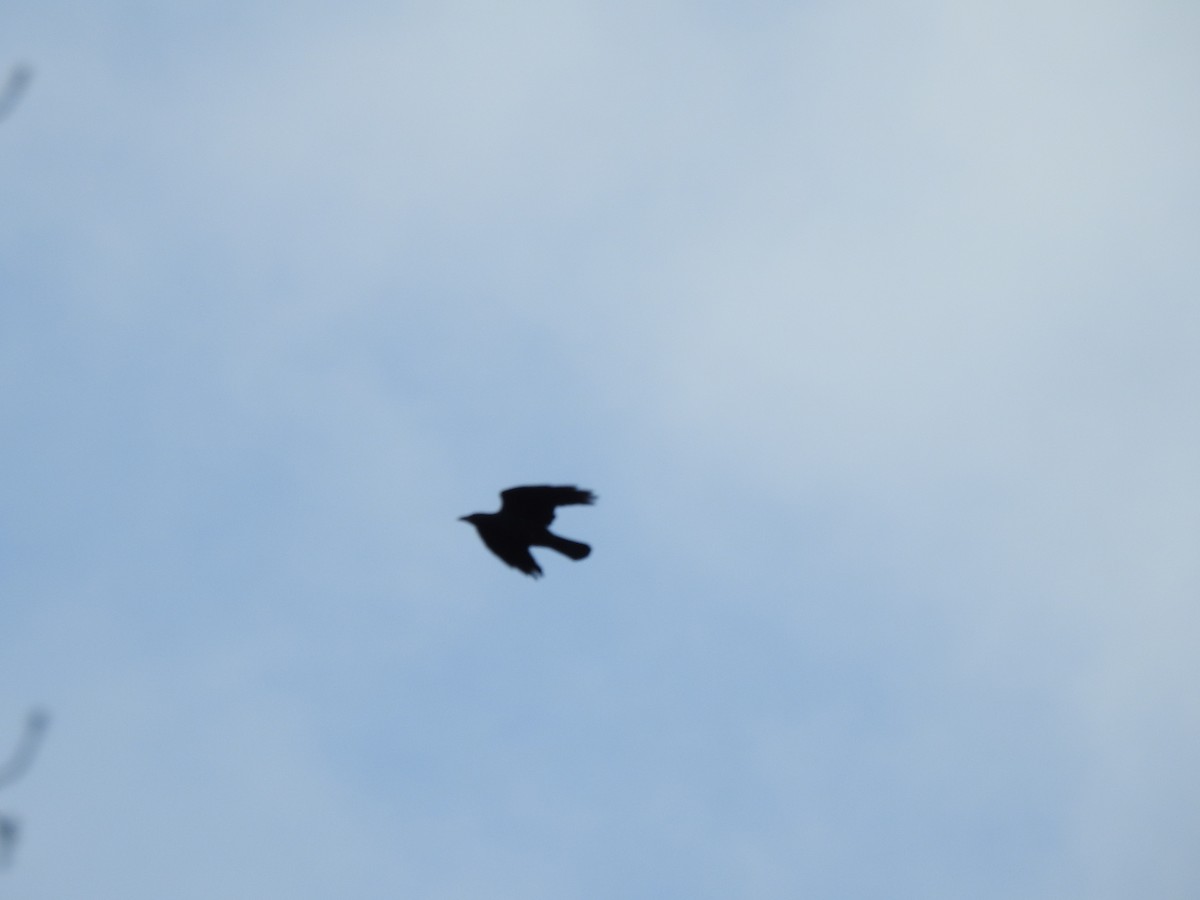 Cuervo Americano - ML642259999