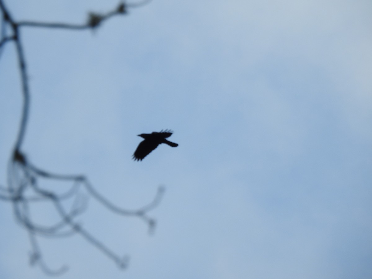 Cuervo Americano - ML642260000