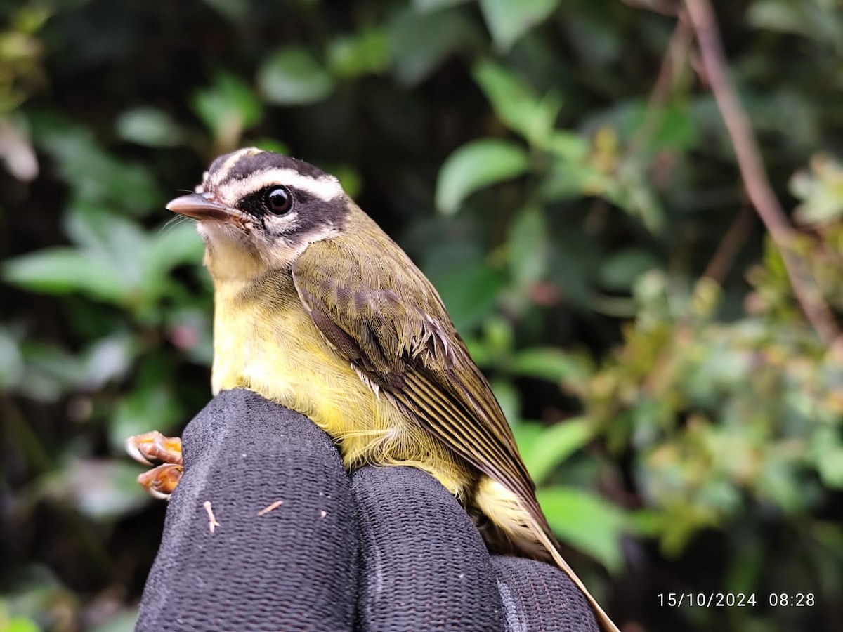 Three-striped Warbler - ML642260013