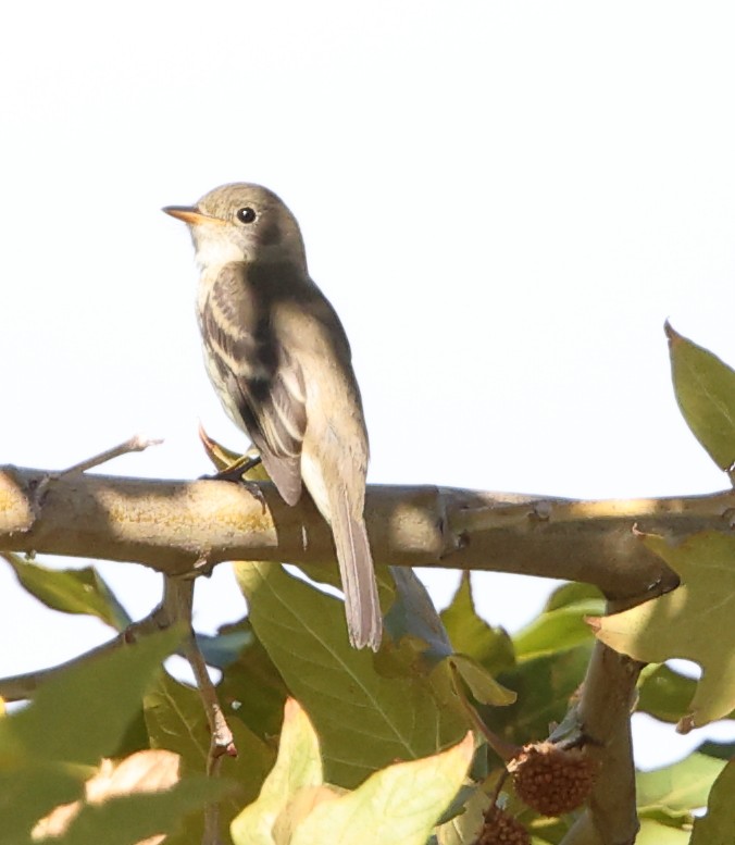 Willow Flycatcher - ML642260032