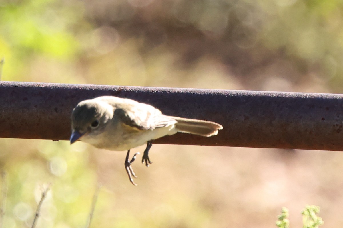 Willow Flycatcher - ML642260033