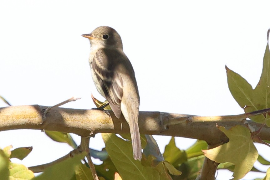 Willow Flycatcher - ML642260034