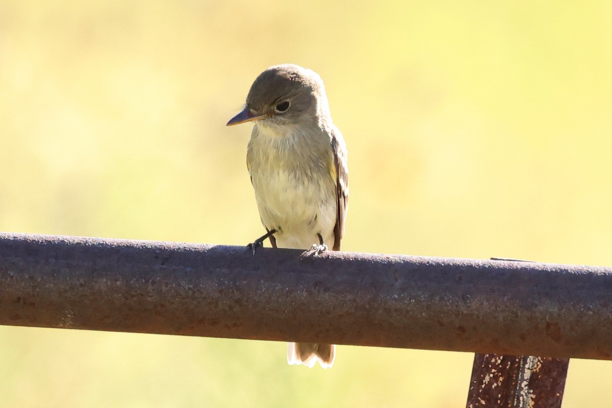 Willow Flycatcher - ML642260036