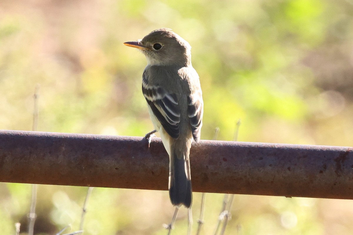 Willow Flycatcher - ML642260037