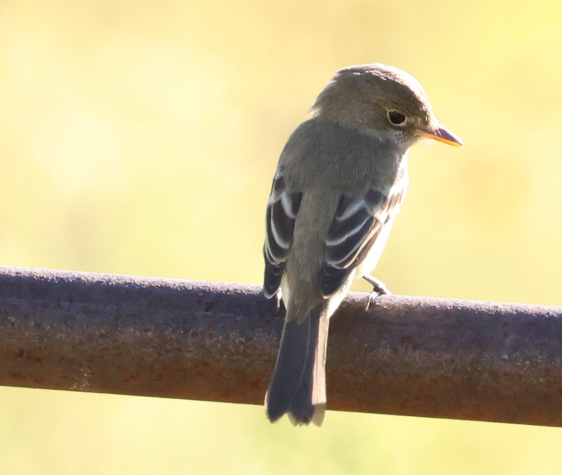 Willow Flycatcher - ML642260039
