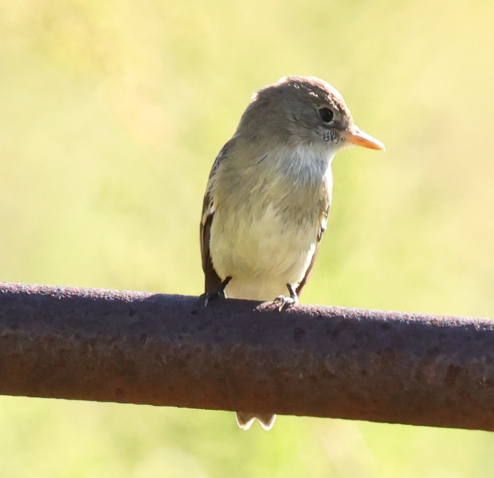 Willow Flycatcher - ML642260040
