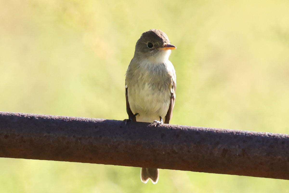 Willow Flycatcher - ML642260041