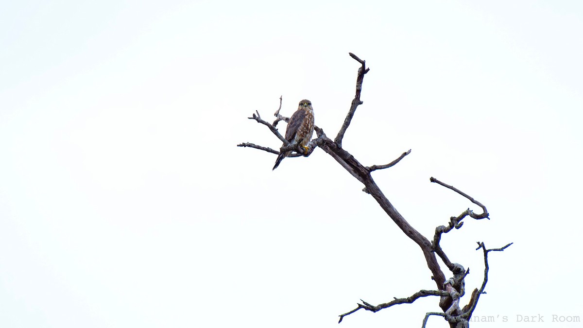 Merlin - ML642260044