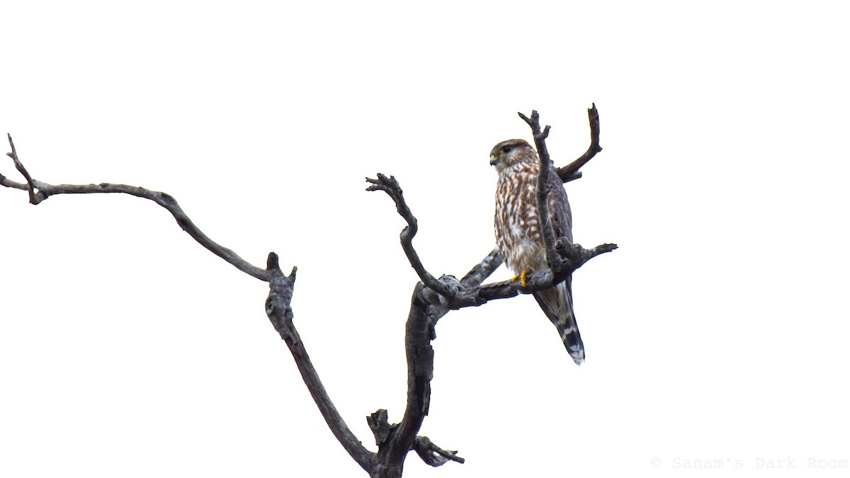 Merlin - ML642260045