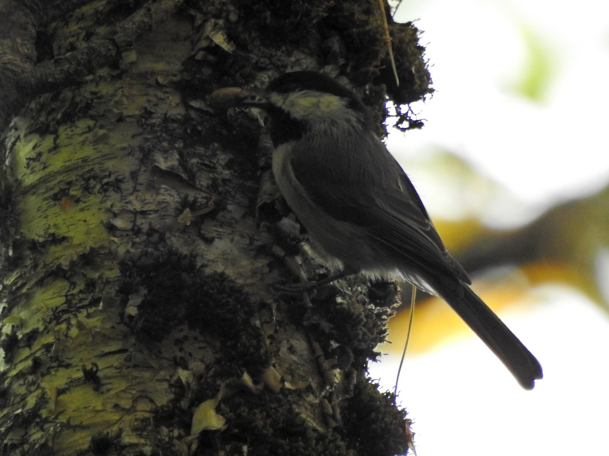 Carbonero de Carolina - ML642260046