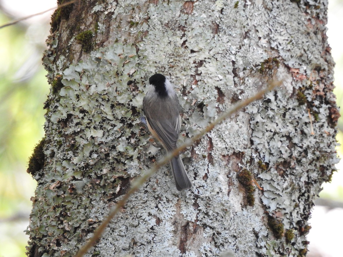 Carbonero de Carolina - ML642260047