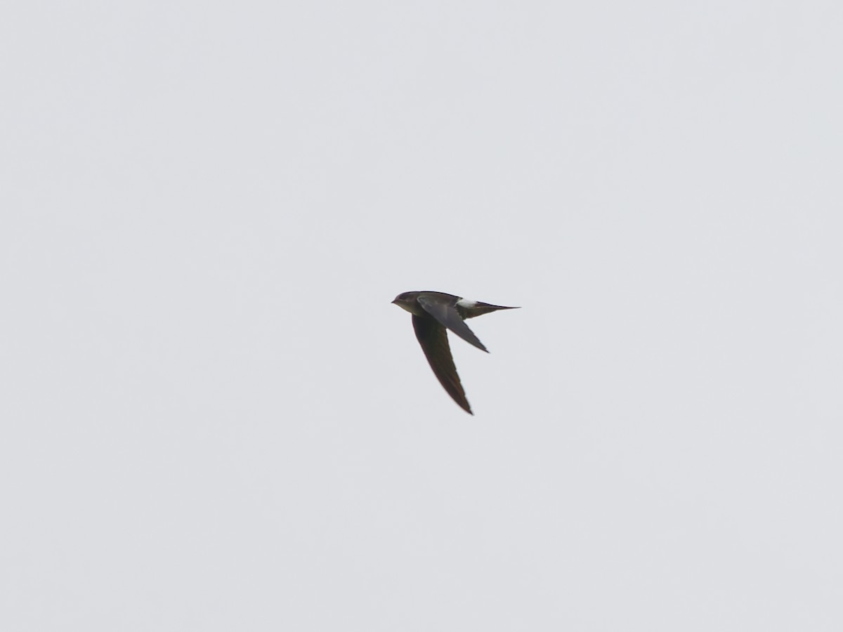 Pacific Swift - ML642260082