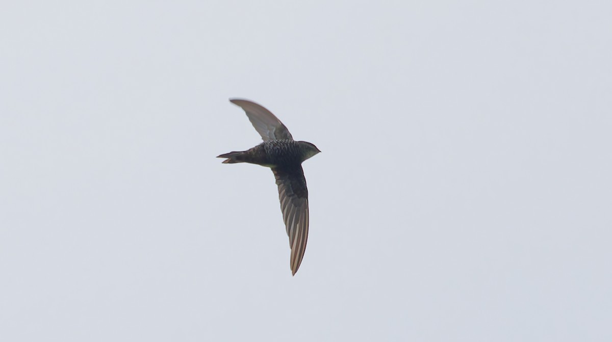 Pacific Swift - ML642260083