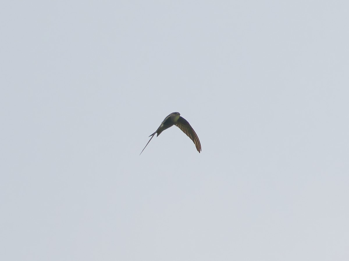 Pacific Swift - ML642260084