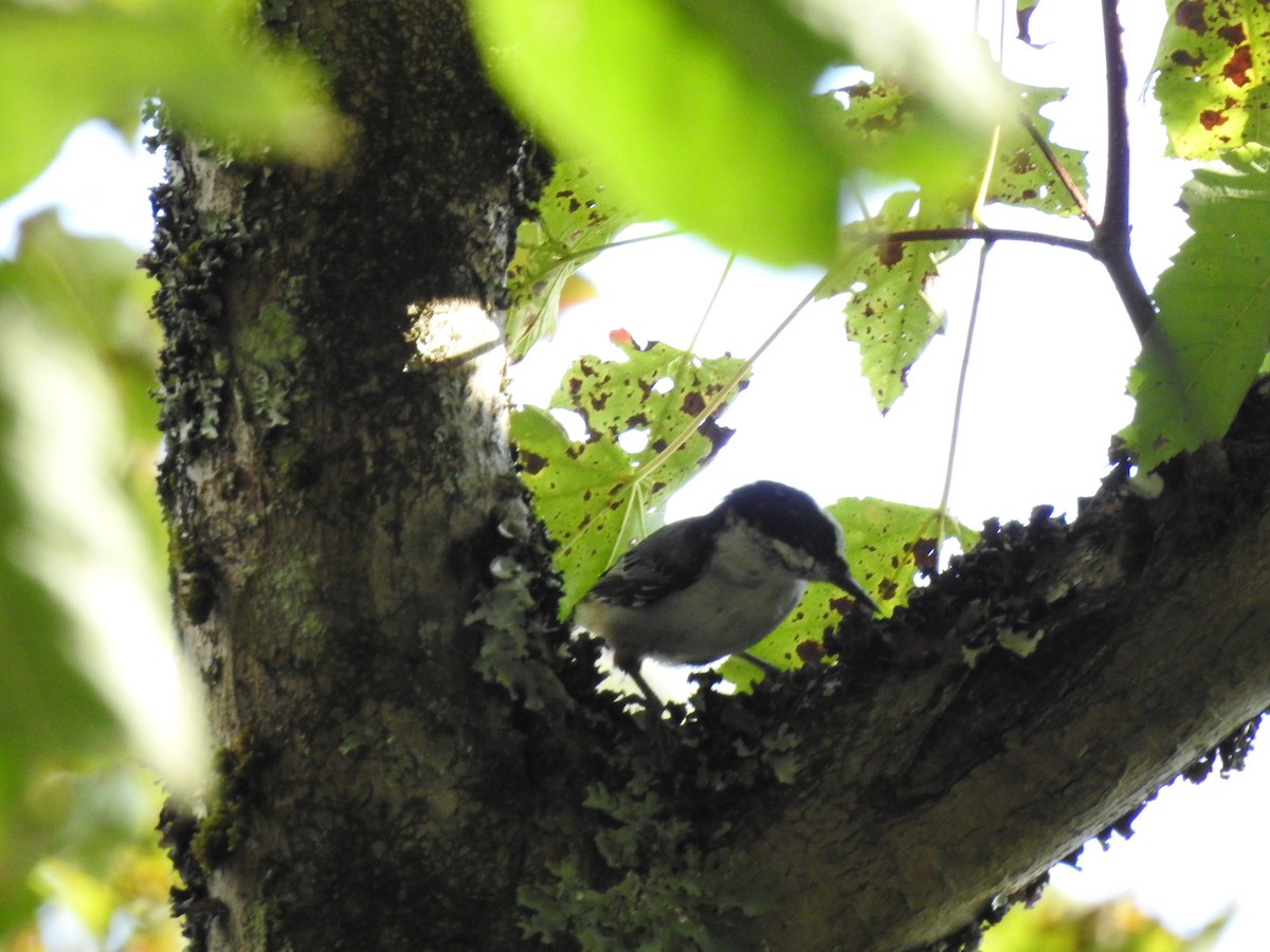 Trepador Pechiblanco - ML642260099