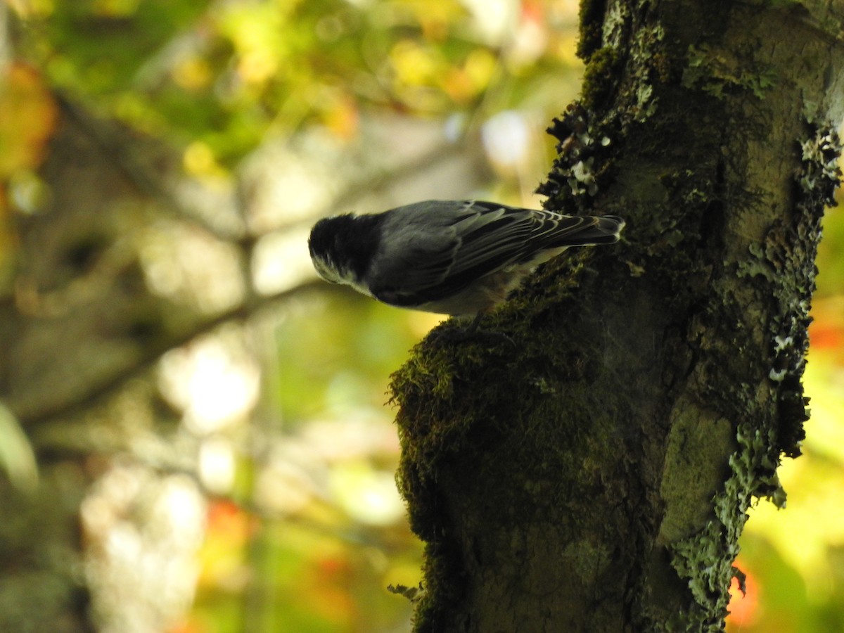 Trepador Pechiblanco - ML642260100