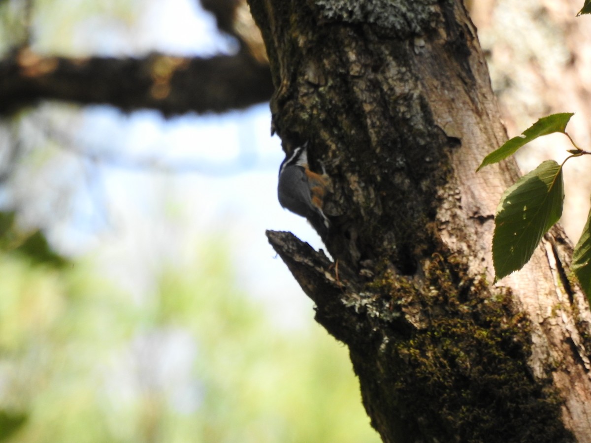 Trepador Canadiense - ML642260133