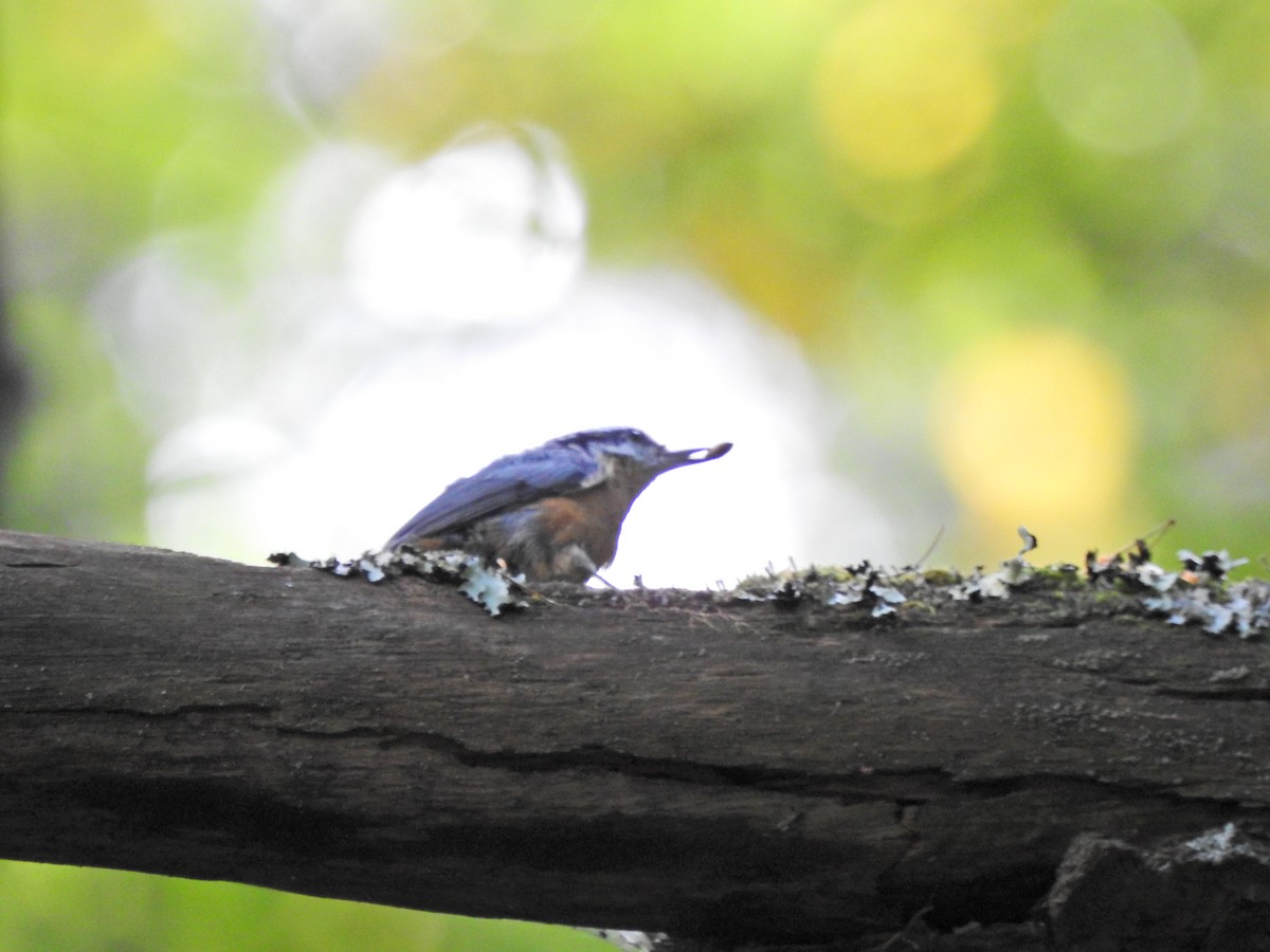 Trepador Canadiense - ML642260134