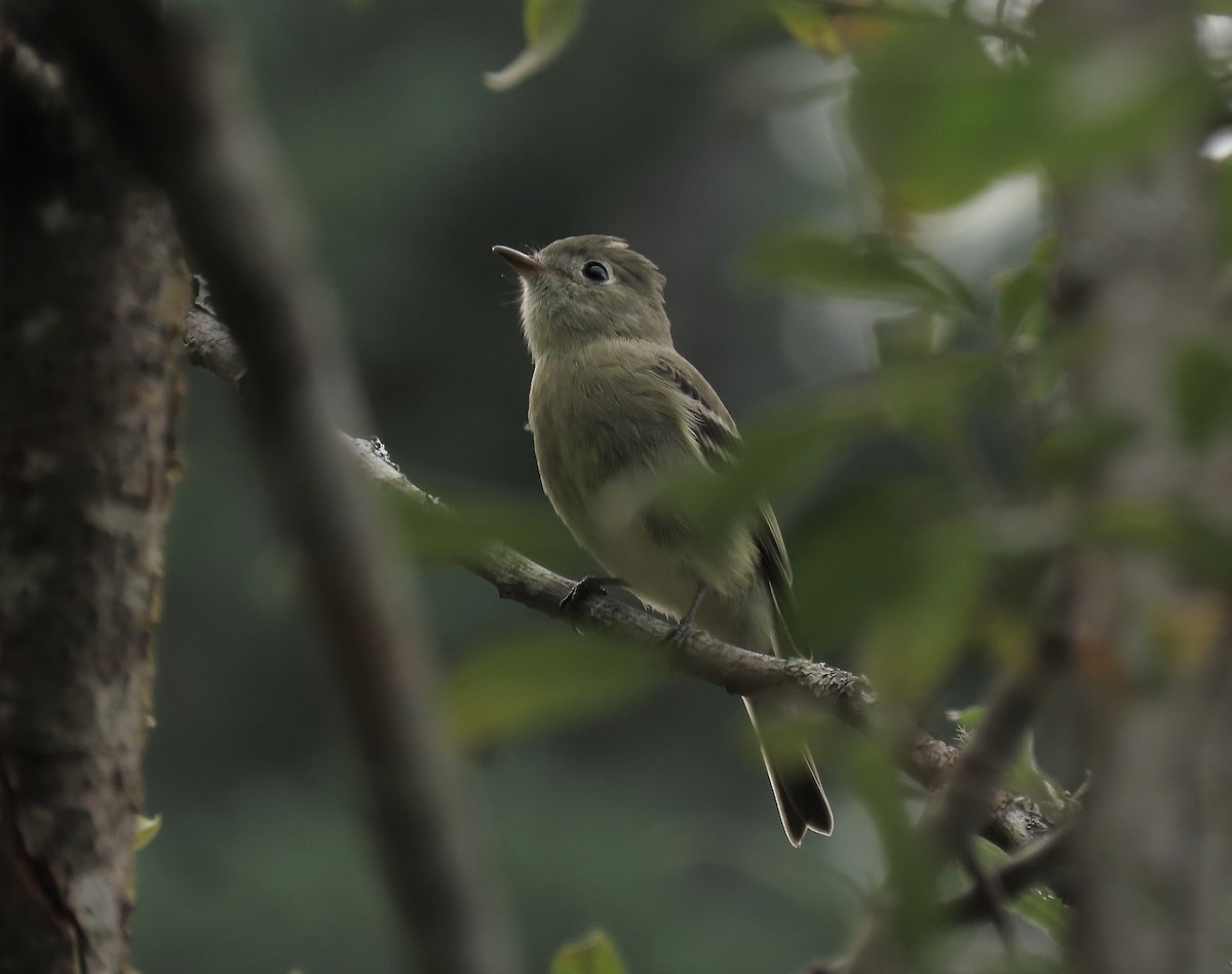 Hammond's Flycatcher - ML642260149