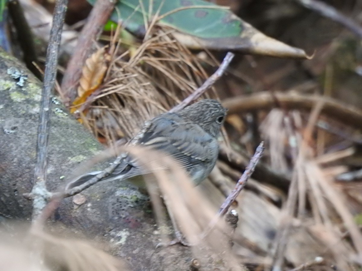Junco Ojioscuro - ML642260152