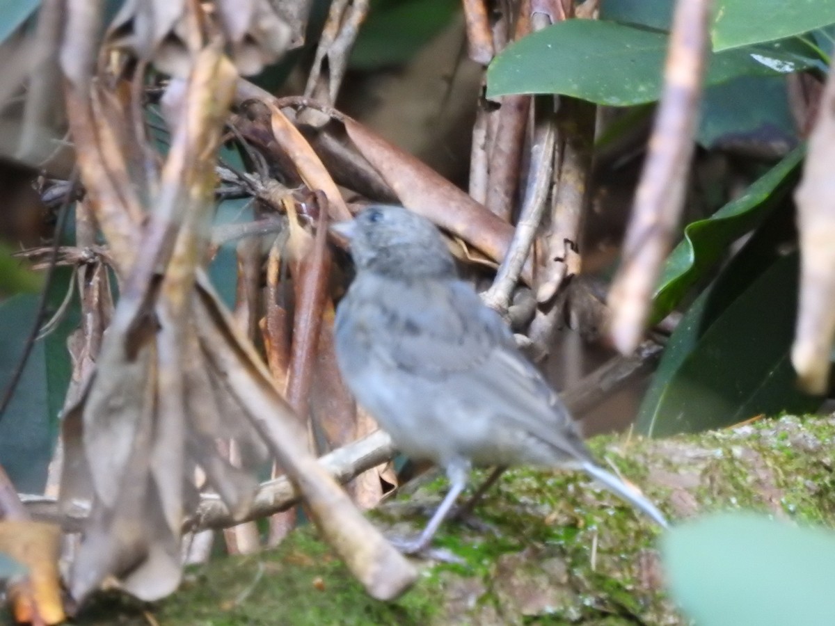 Junco ardoisé - ML642260153