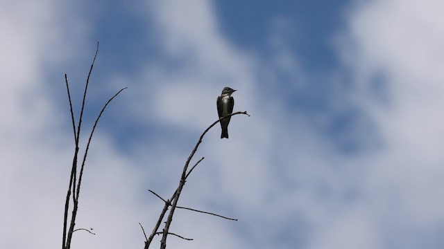 Olive-sided Flycatcher - ML642260154