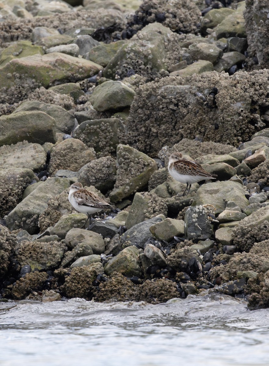 Western Sandpiper - ML642260157