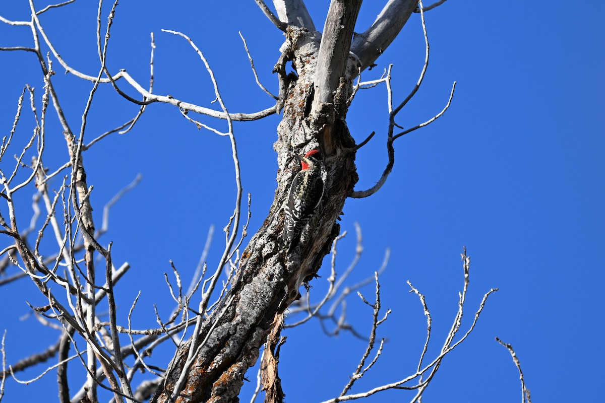 Pic à nuque rouge - ML642260176