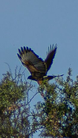 Harris's Hawk - ML642260194
