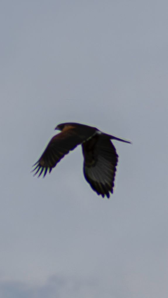 Harris's Hawk - ML642260200