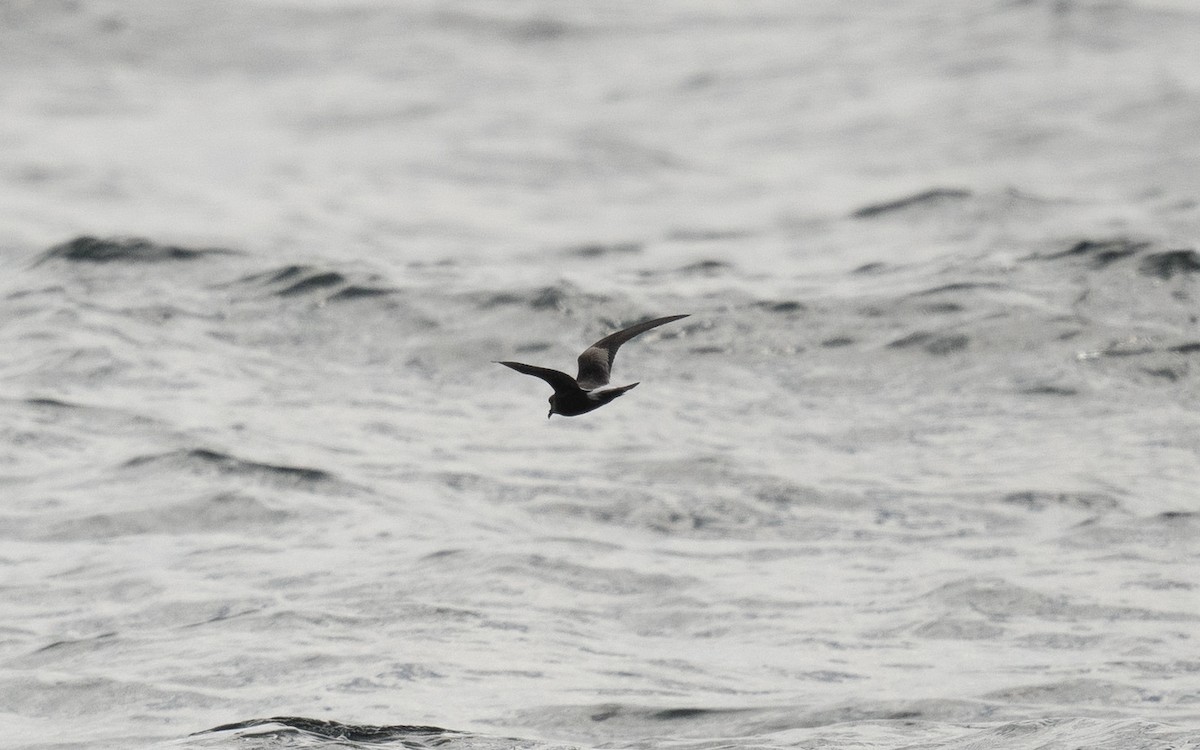 Leach's Storm-Petrel - ML642260215