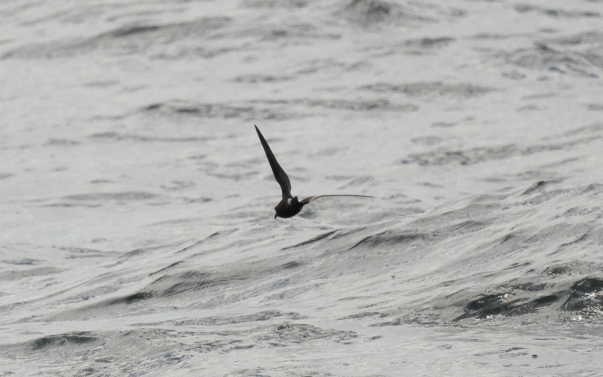 Leach's Storm-Petrel - ML642260216