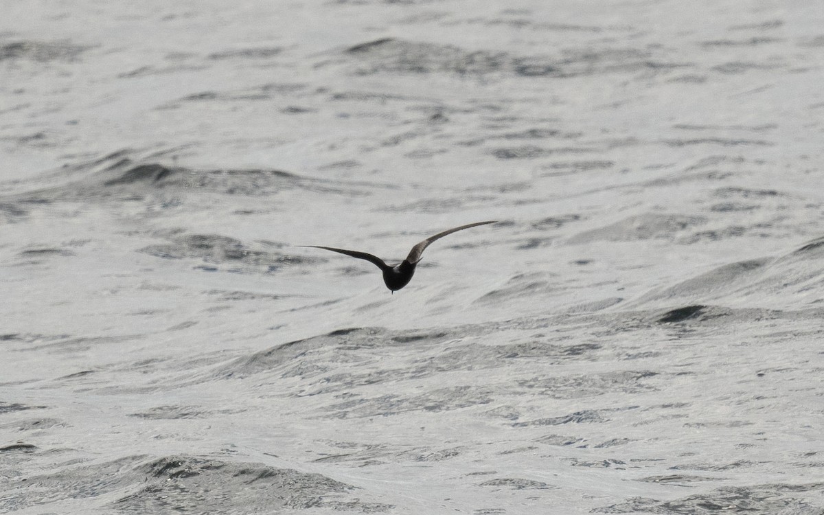 Leach's Storm-Petrel - ML642260217