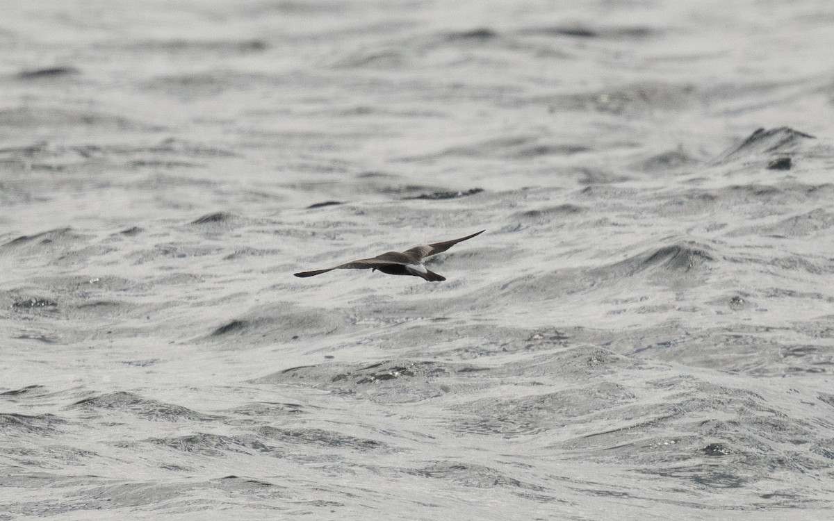 Leach's Storm-Petrel - ML642260218
