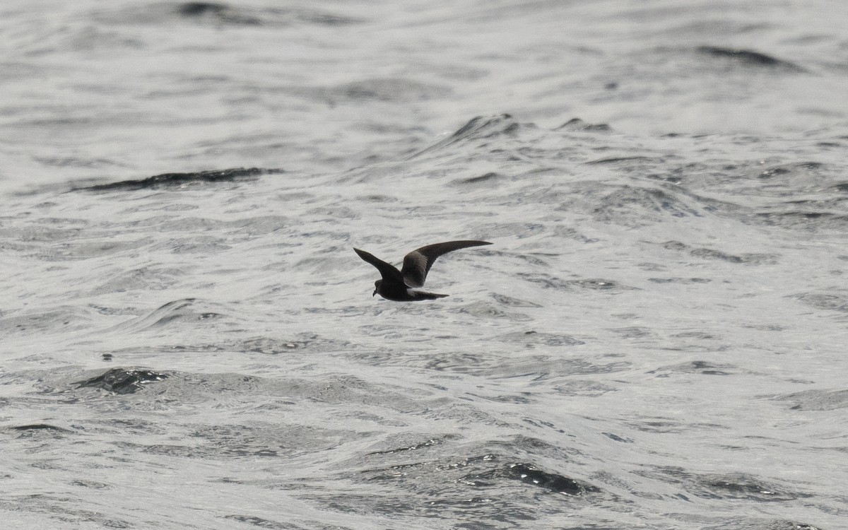 Leach's Storm-Petrel - ML642260220