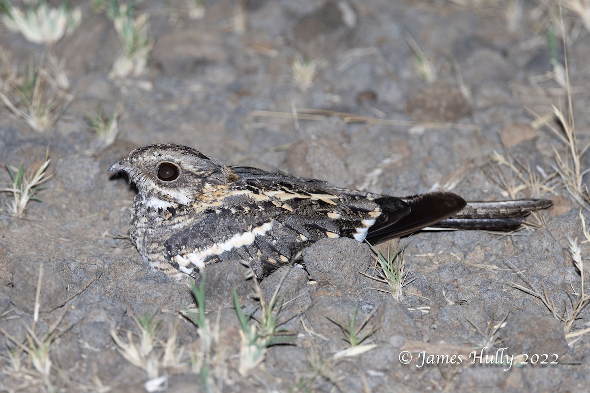 Slender-tailed Nightjar - ML642260228
