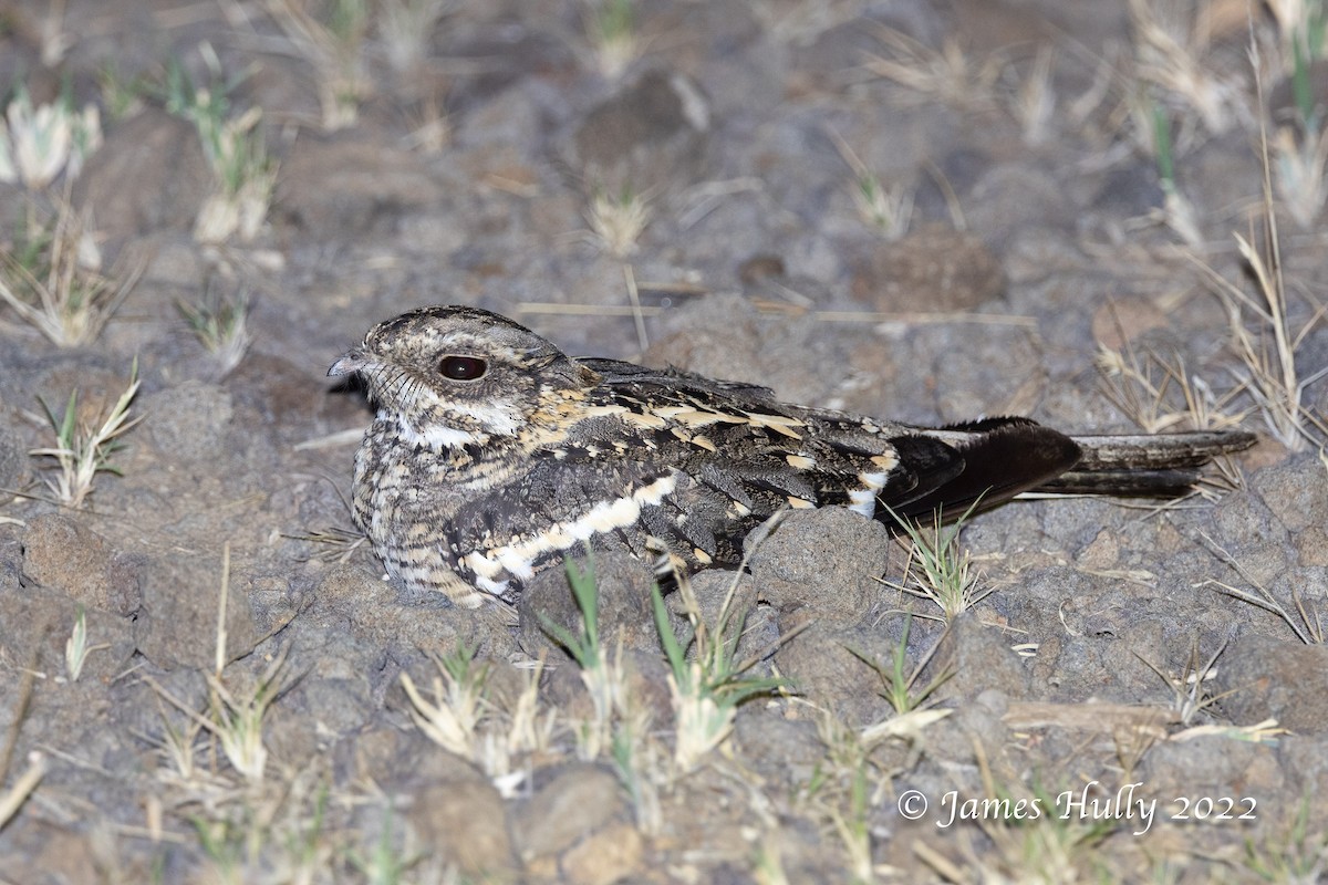 Slender-tailed Nightjar - ML642260232