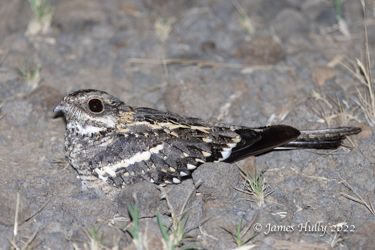 Slender-tailed Nightjar - ML642260238