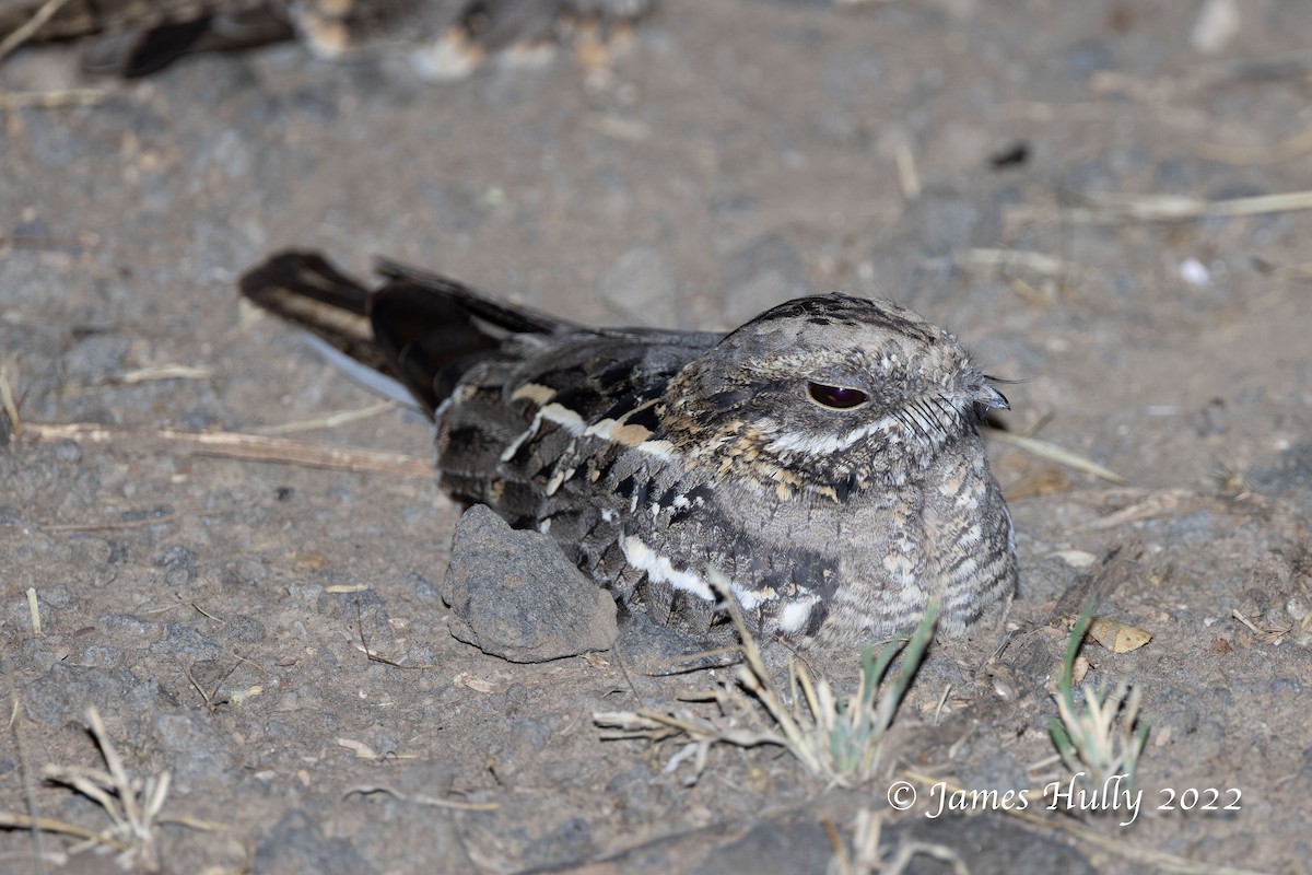 Slender-tailed Nightjar - ML642260239