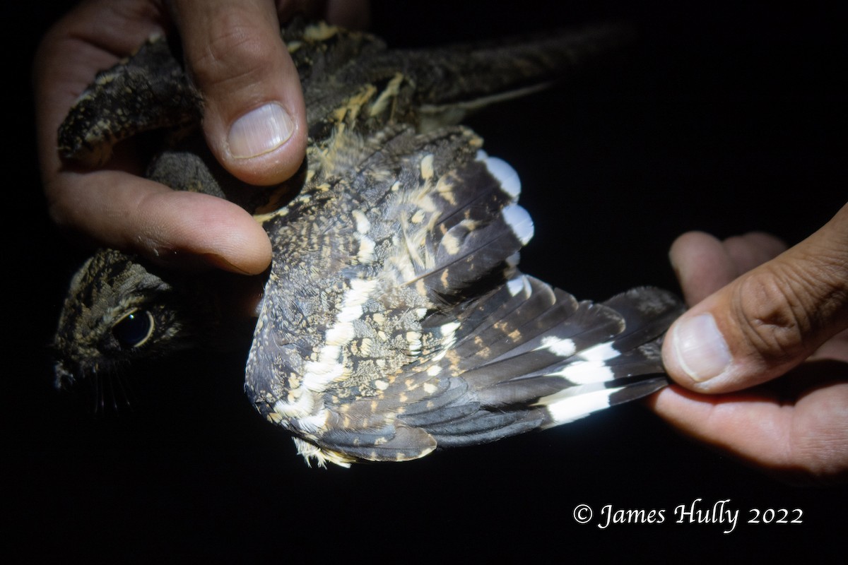 Slender-tailed Nightjar - ML642260244