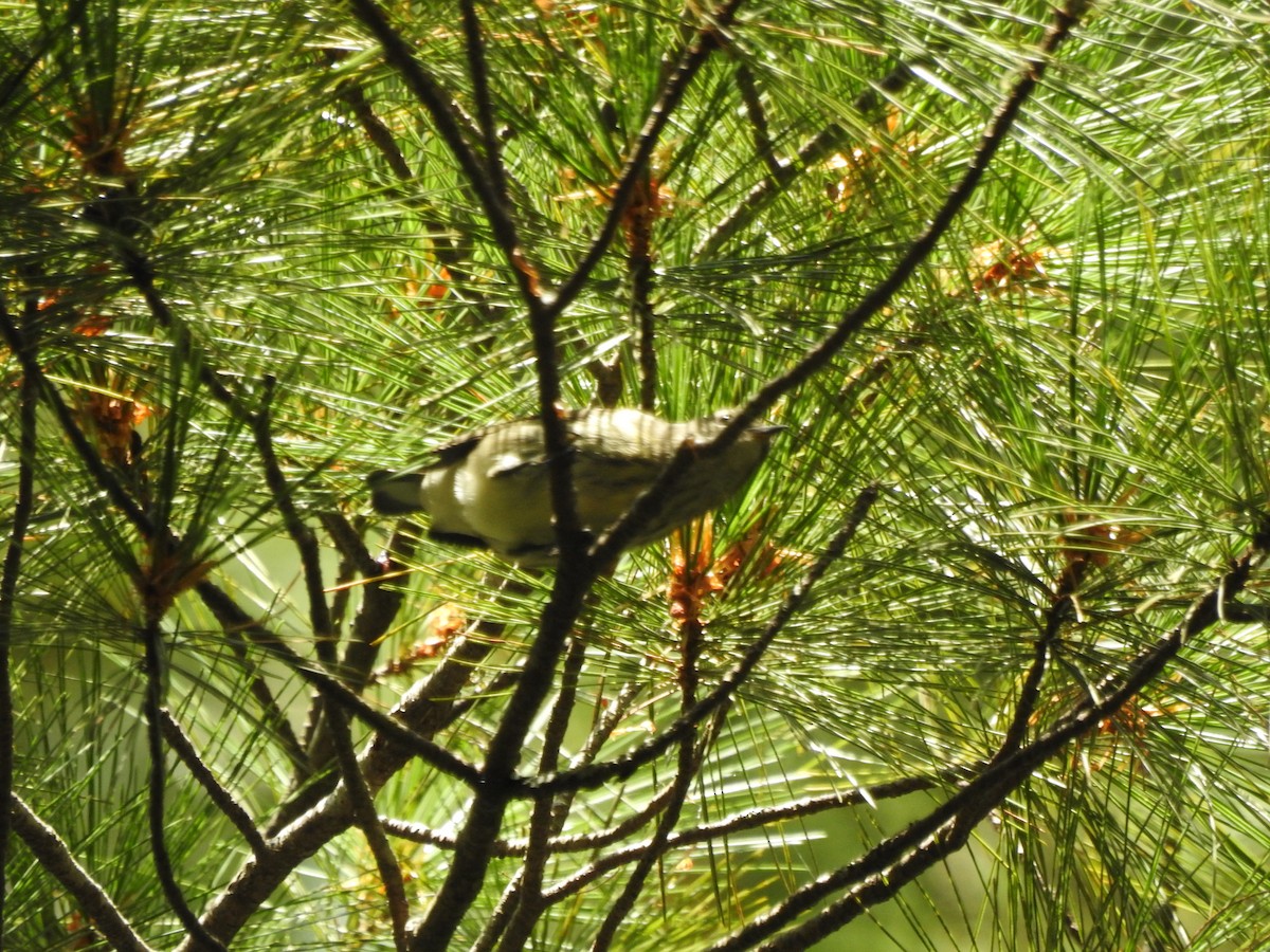 Paruline tigrée - ML642260259