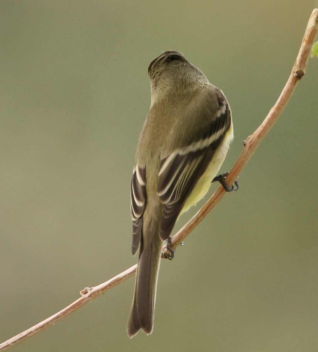 Hammond's Flycatcher - ML642260266
