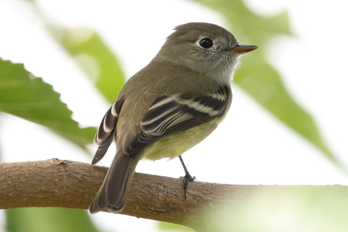 Hammond's Flycatcher - ML642260267
