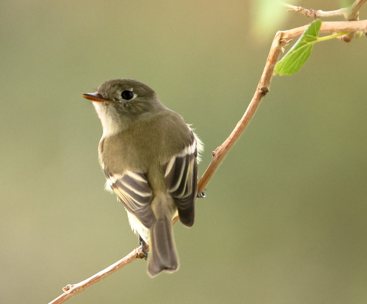 Hammond's Flycatcher - ML642260268