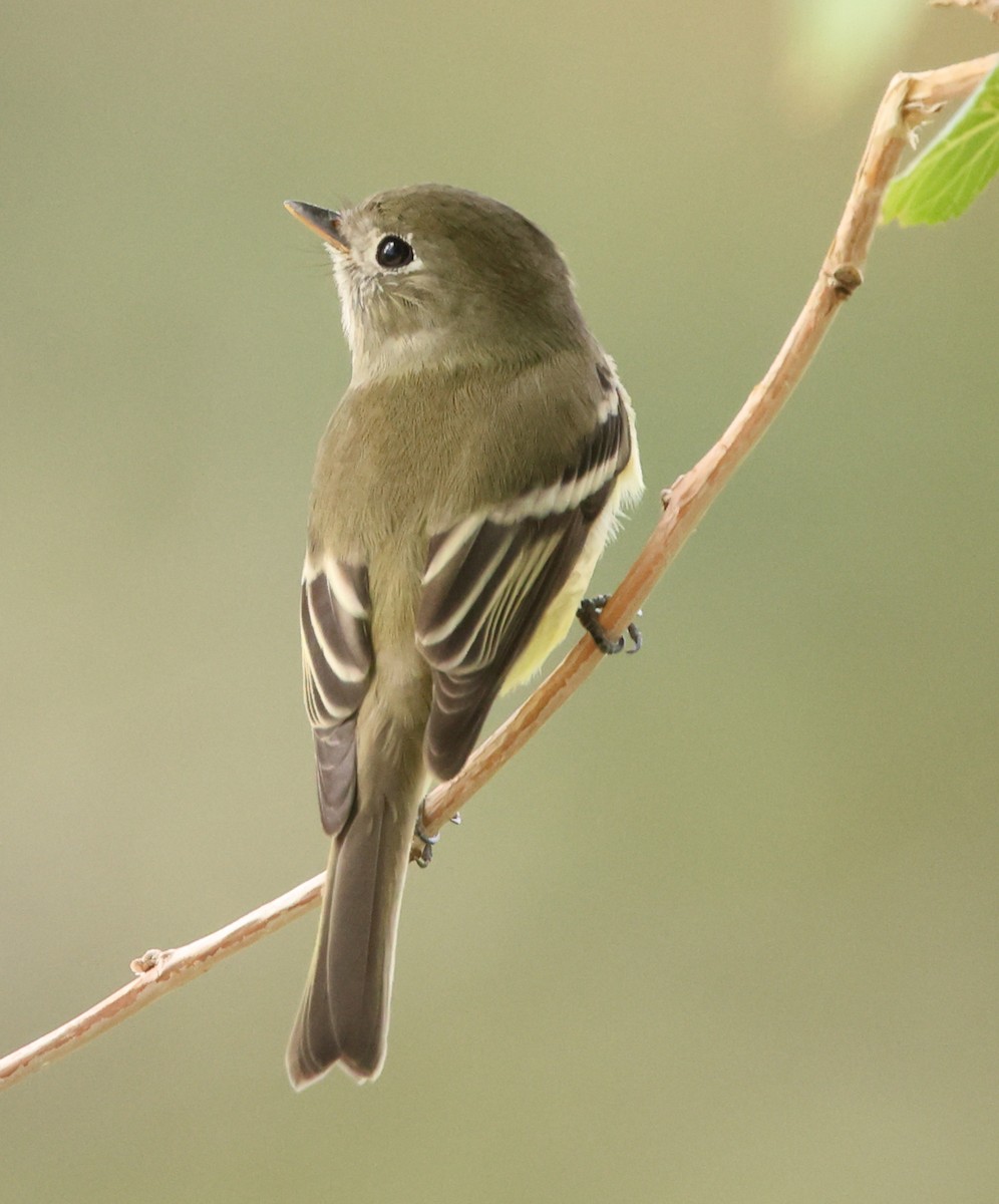 Hammond's Flycatcher - ML642260269
