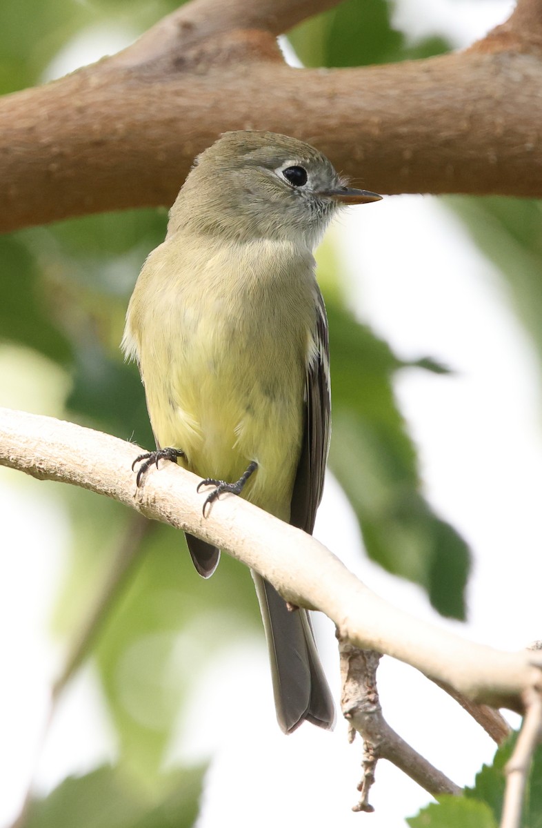 Hammond's Flycatcher - ML642260271