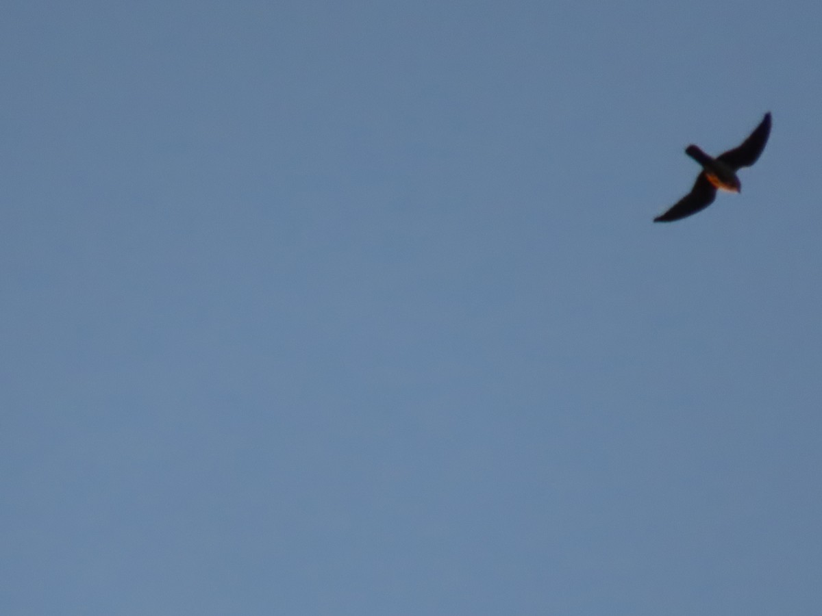 American Kestrel - ML642260273