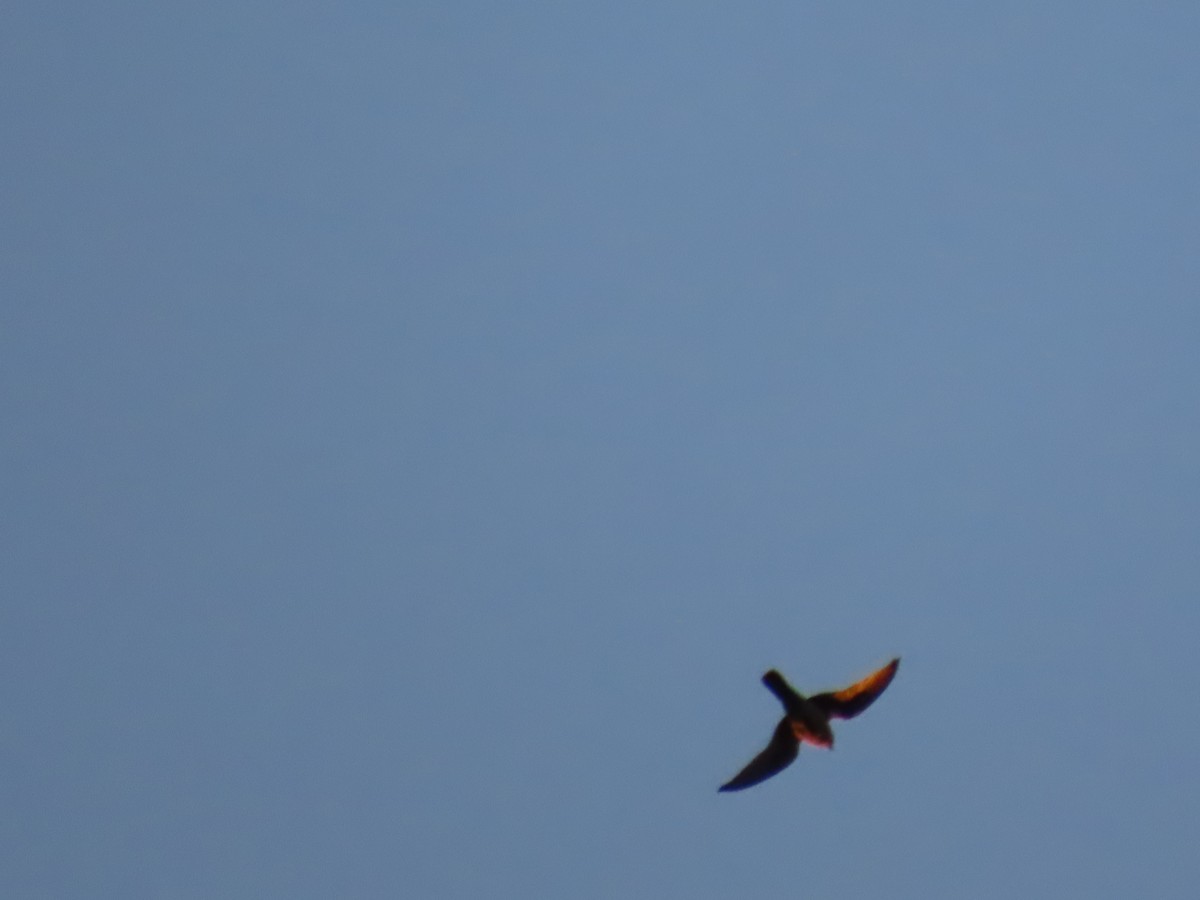 American Kestrel - ML642260274