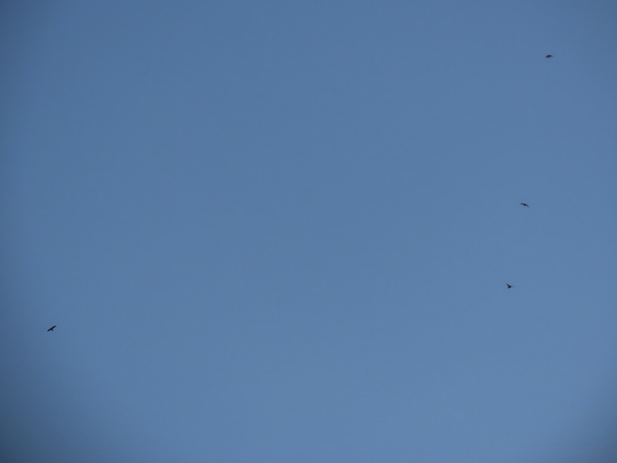 Chimney Swift - ML642260292